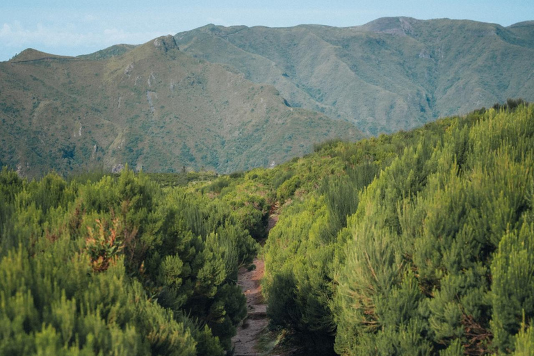 Funchal: Vereda do Fanal PR13 Hiking with Transfer & Guide