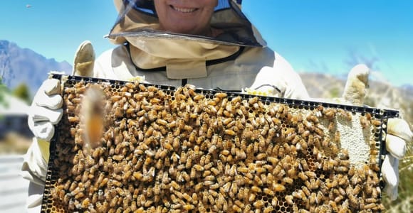 Queenstown: Beekeeping and Honey Spinning Experience