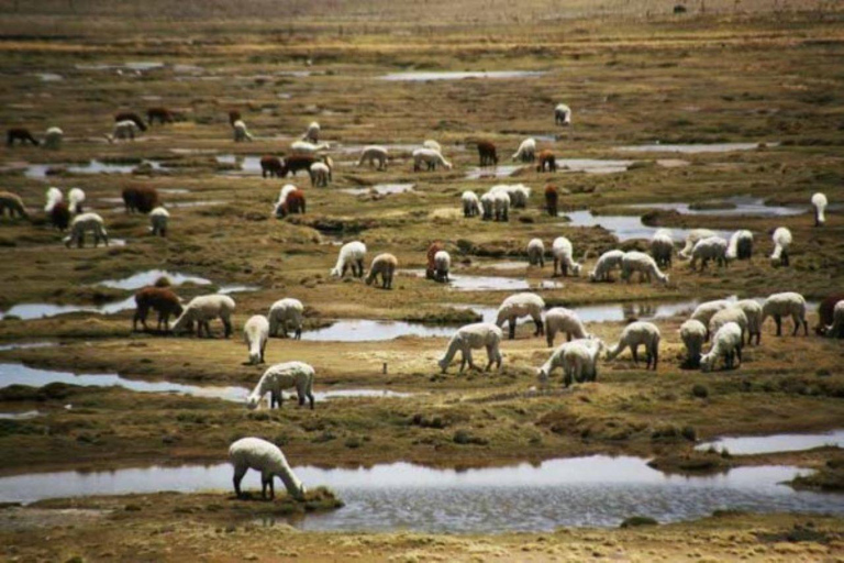 Esplora l&#039;itinerario Chivay - Puno: Patapampa e le zone umide