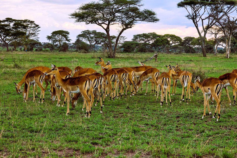 5 DAY TOP SHELF SAFARI