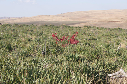 One-day exciting tour to the Vashlovani Nature Reserve