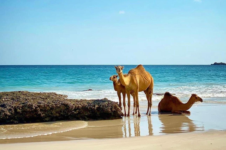 Khareef Salalah - Explore West Salalah Mughseal Blowholes