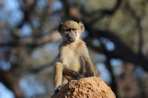 Hwange heldags safariturHwange heldagstur med safari