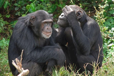The outstanding Ngamba Island Chimpanzee Sanctuary Tour