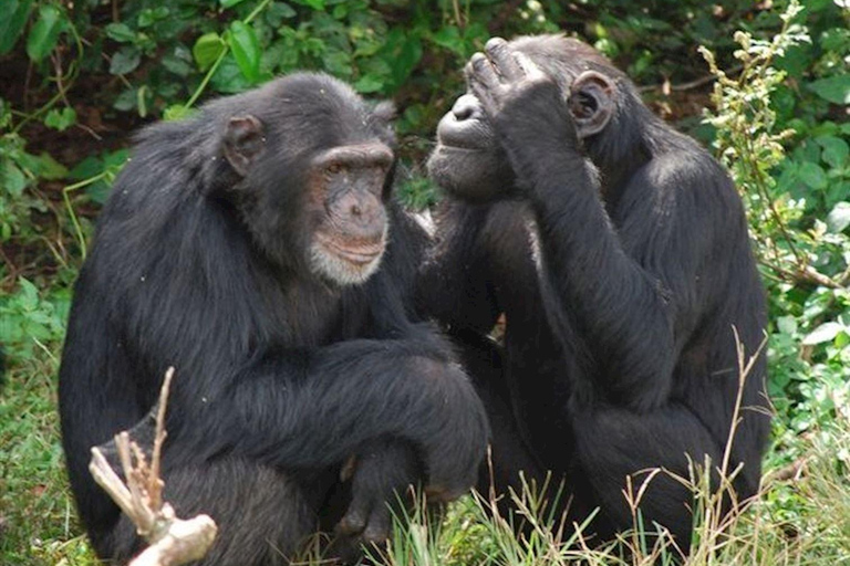 The outstanding Ngamba Island Chimpanzee Sanctuary Tour