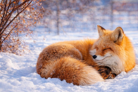 Sapporo 2-Month Special:Asahiyama Zoo & Snowy Landmarks Tour 8:10 am meet at JR Sapporo Station North exit