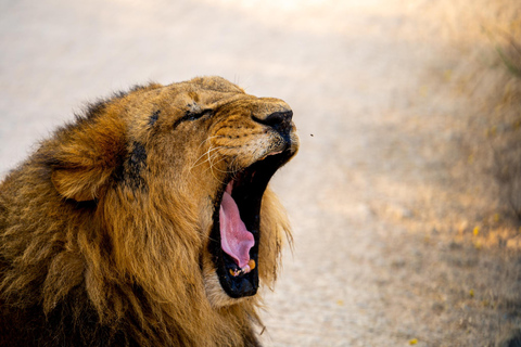 Dubai: Inträdesbiljett till Dubai Safari ParkSafari Park Pass