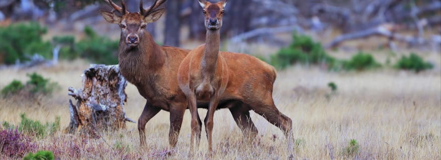 Otterlo : billet d'entrée au parc national De Hoge Veluwe