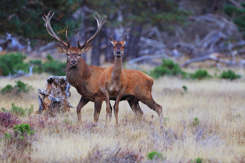 Otterlo: De Hoge Veluwe National Park Entry Ticket Entry Ticket (2025)