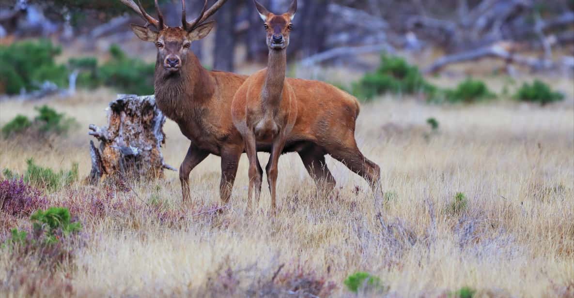 Impressie van Otterlo: Toegangsbewijs Nationaal Park De Hoge Veluwe