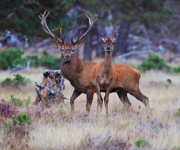 De Hoge Veluwe National Park Entry Ticket