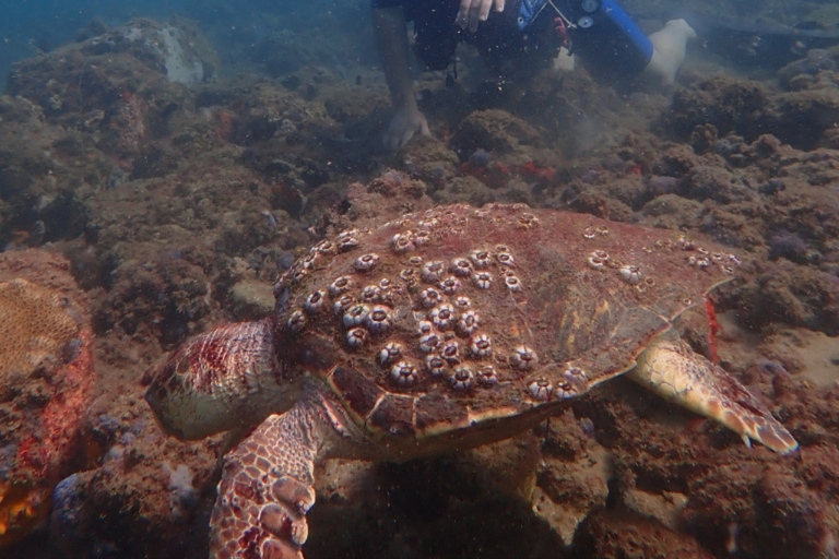 Dive in Corals at Porto da Barra Beach in Salvador-Bahia Beach diving in Corais