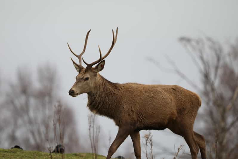 Kincraig: Highland Wildlife Park Entry Ticket | GetYourGuide