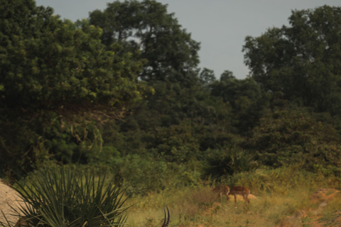 Maputo in 4 days: Elephant Safari, Marine Safari, and Beach Maputo in 4 Days: Elephant Safari, Marine Safari, and Beach