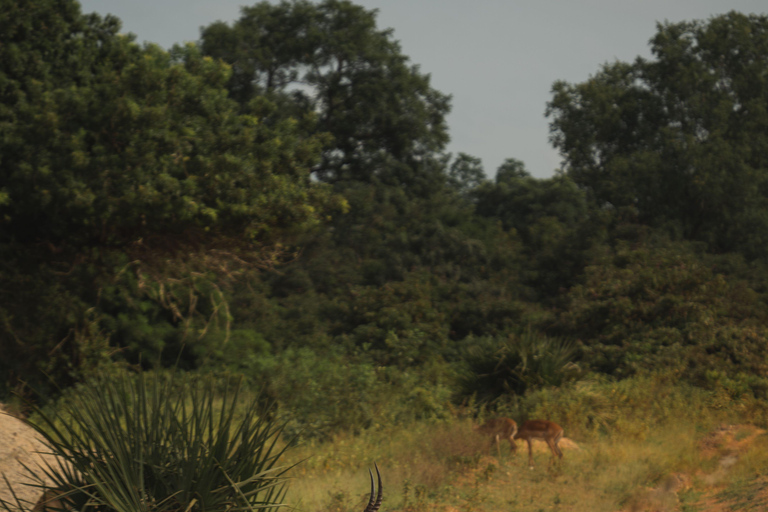 Maputo in 4 days: Elephant Safari, Marine Safari, and Beach Maputo in 4 Days: Elephant Safari, Marine Safari, and Beach