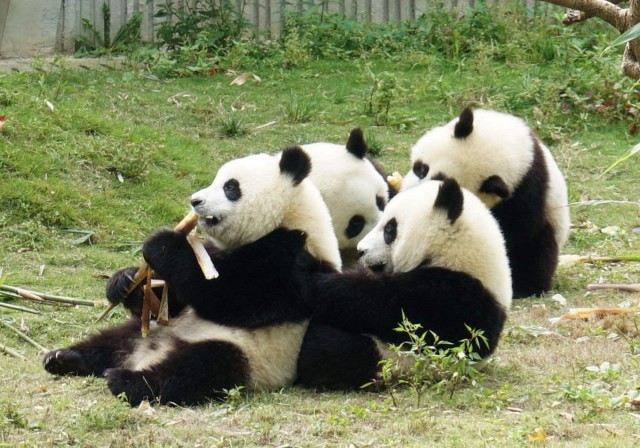Visit Chengdu Panda Breeding center tour option panda volunteer in Chengdu, Sichuan, China