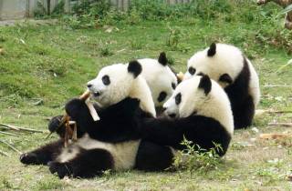 Chengdu Panda Breeding Center Tour Option Panda Freiwilliger