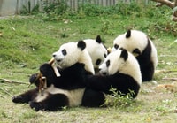 Chengdu Panda Breeding Center tour option panda keeper - Housity
