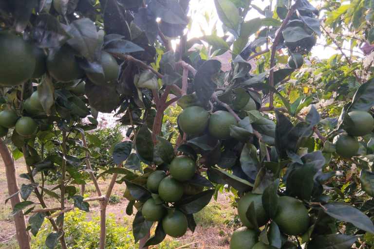 Finca Los Castaños: koffietour en proeverij in de Agaete-vallei