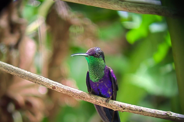 Från San José till Manuel Antonio nationalpark Guidad tur