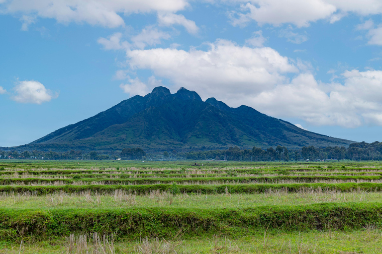 Rwanda Gorilla Trekking SAfaris