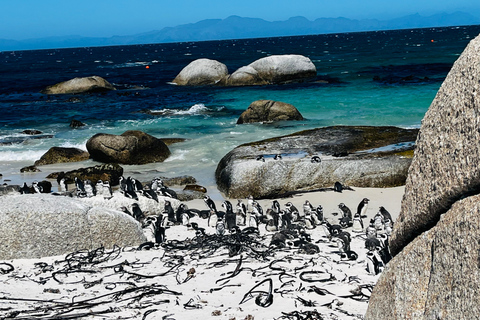 Robben Island, Penguins & Cape of Good Hope Adventure