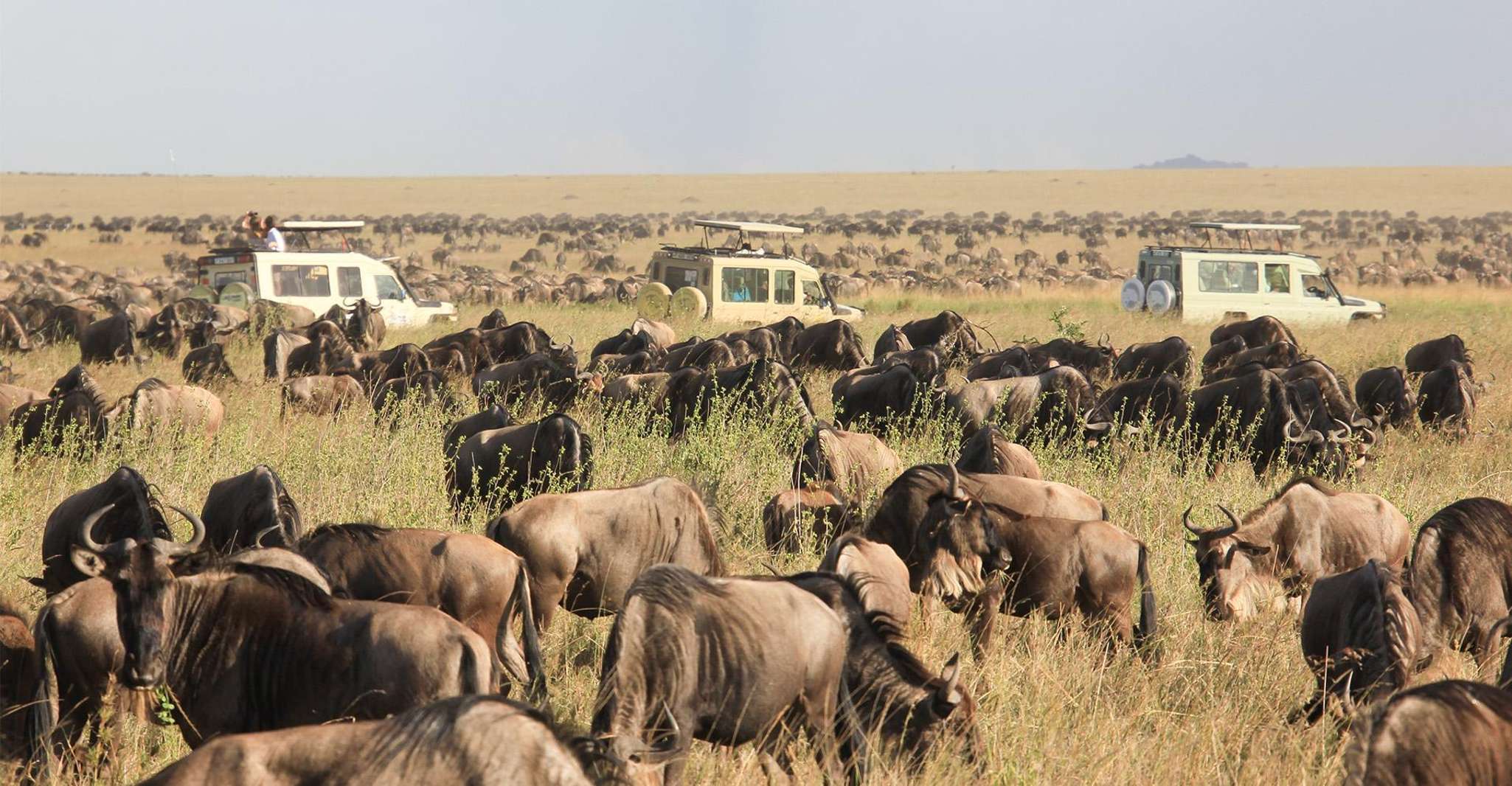 4 giorni Masai Mara & Lake Nakuru Safari - Hizvo