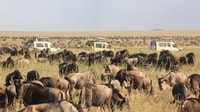 4 jours Masai Mara & Lac Nakuru Safari - Hizvo