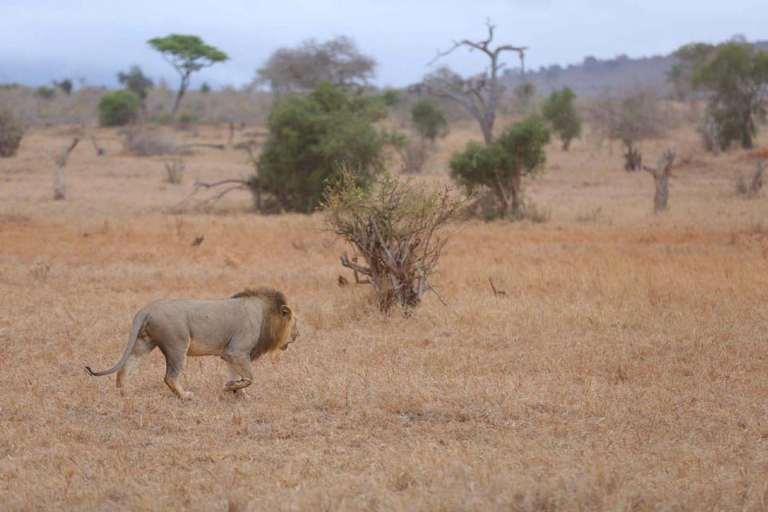 Von Mombasa aus: 3-tägige Tsavo West National Park Safari