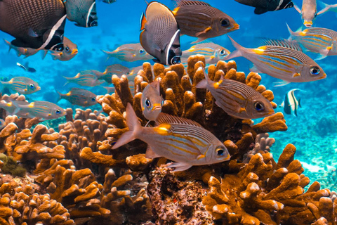 Phuket/Khaolak:Excursión de un día a las Islas Similan con buceo de superficie