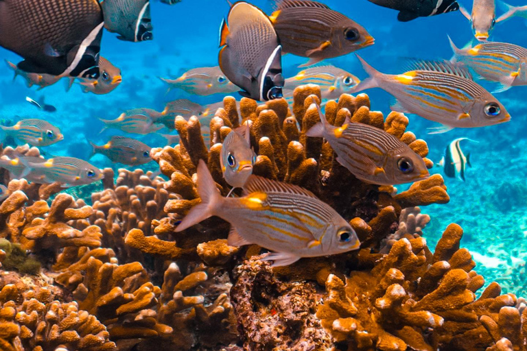 Phuket/Khaolak : excursion d&#039;une journée aux îles Similan avec plongée en apnée