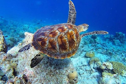 Snorkeling, Pranzo alla Roccia, Spiaggia di Paje, Isola di Mnemba