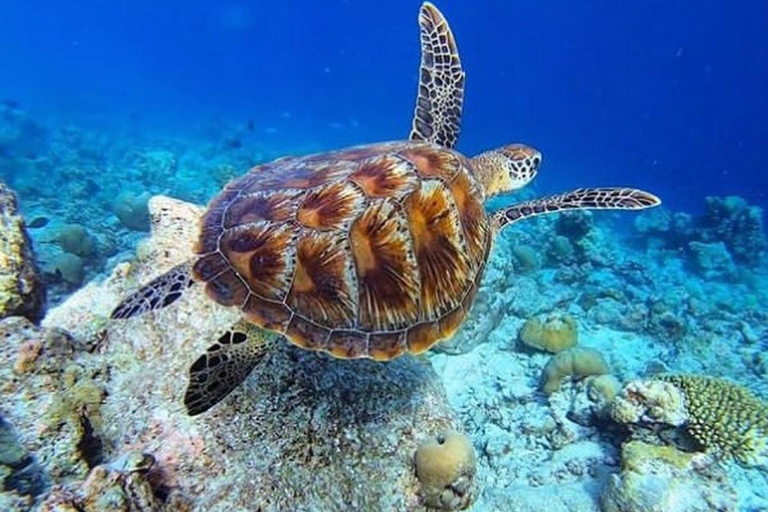 Snorkeling, Pranzo alla Roccia, Spiaggia di Paje, Isola di Mnemba