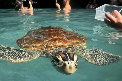 Salaam-grottan där man kan simma med sköldpaddor och Mtende-strandenPrivat tur från Paje, Kizimkazi, Michanvi, Jambiani