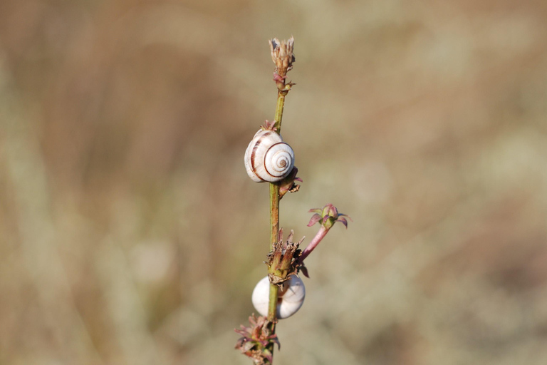 The Medieval Brașov, Legends, Remedies & Folklore Creatures