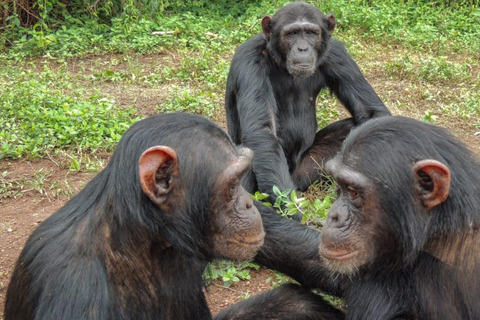 From Kigali: Nyungwe National Park 2-Day Tour with Zipline 2 Day Chimpanzee Trek, Canopy Walk, Zipline & Waterfall Tour