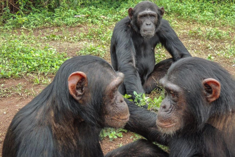 From Kigali: Nyungwe National Park 2-Day Tour with Zipline 2 Day Chimpanzee Trek, Canopy Walk, Zipline & Waterfall Tour