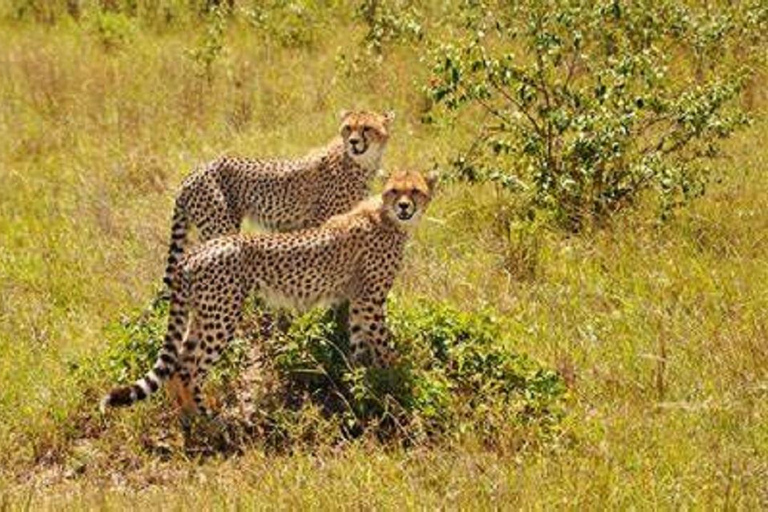 Au départ de Mombasa : Safari d&#039;une journée dans le parc national de Tsavo East