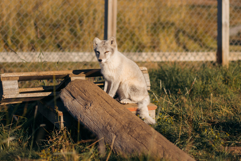 From Isafjordur: Arctic Fox Centre Guided Bus Tour