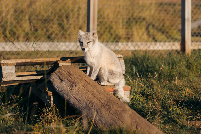 From Isafjordur: Arctic Fox Centre Guided Bus Tour
