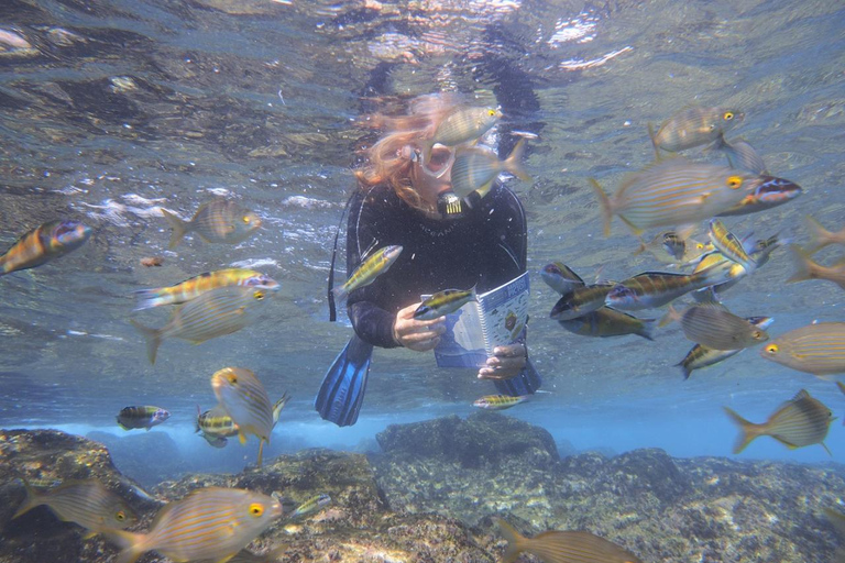 Guided Snorkeling Experience