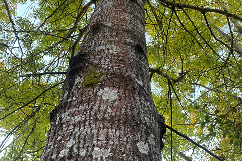 Bagno nella foresta nella natura di Stoccolma con guida certificataBagno nella foresta con cerimonia del tè nella riserva naturale di muschio