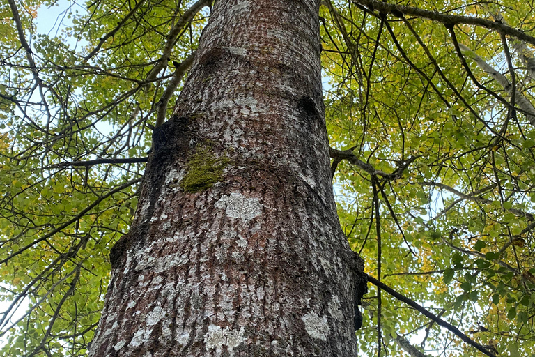 Bagno nella foresta nella natura di Stoccolma con guida certificataBagno nella foresta con cerimonia del tè nella riserva naturale di muschio