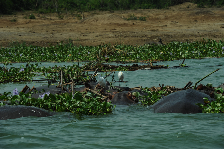 عنتيبي: رحلة سفاري لمدة 3 أيام في منتزه الملكة إليزابيث الوطني