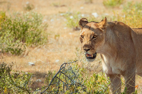 2-Days Mikumi National Park Luxury Safari from Zanzibar