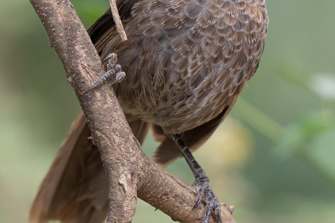 Tanzanie : Olpopongi Maasai, Materuni et café - Circuit de 2 joursTanzanie : Visite de 2 jours à Olpopongi Maasai, Materuni et Café