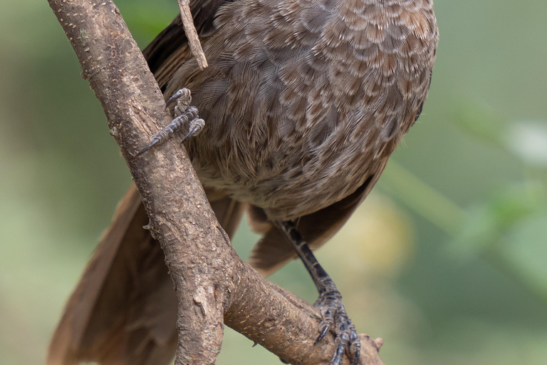 Tanzanie : Olpopongi Maasai, Materuni et café - Circuit de 2 joursTanzanie : Visite de 2 jours à Olpopongi Maasai, Materuni et Café