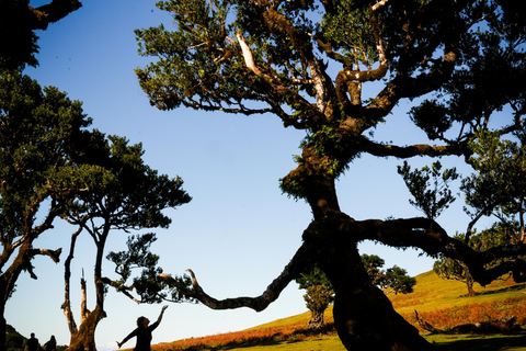 Fanal - Hike in Fanal in a different way