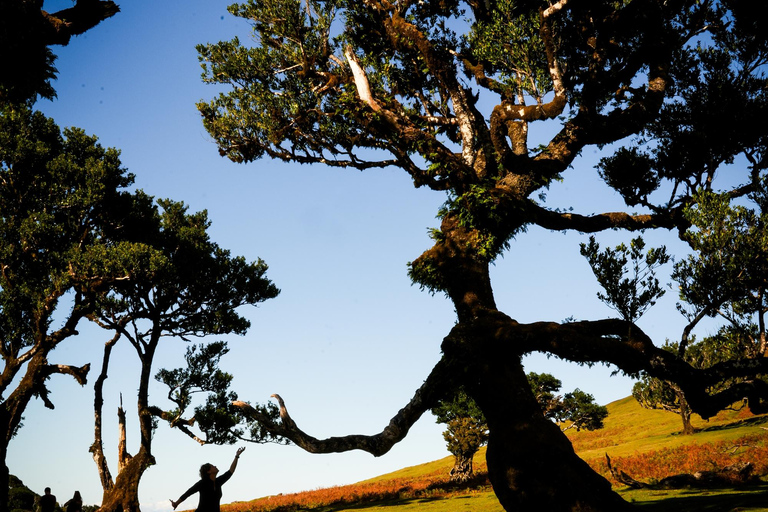 Fanal - Hike in Fanal in a different way