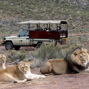 Самостоятелно шофиране Aquila Safari Reserve Ранно сутрешно каране на ...